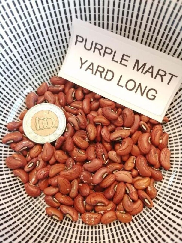 Purple Mart méteresbab - Hüvelyes különlegességek az Egzotikus Növények Stúdiójától